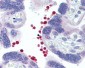 AKT1 + AKT2 Antibody